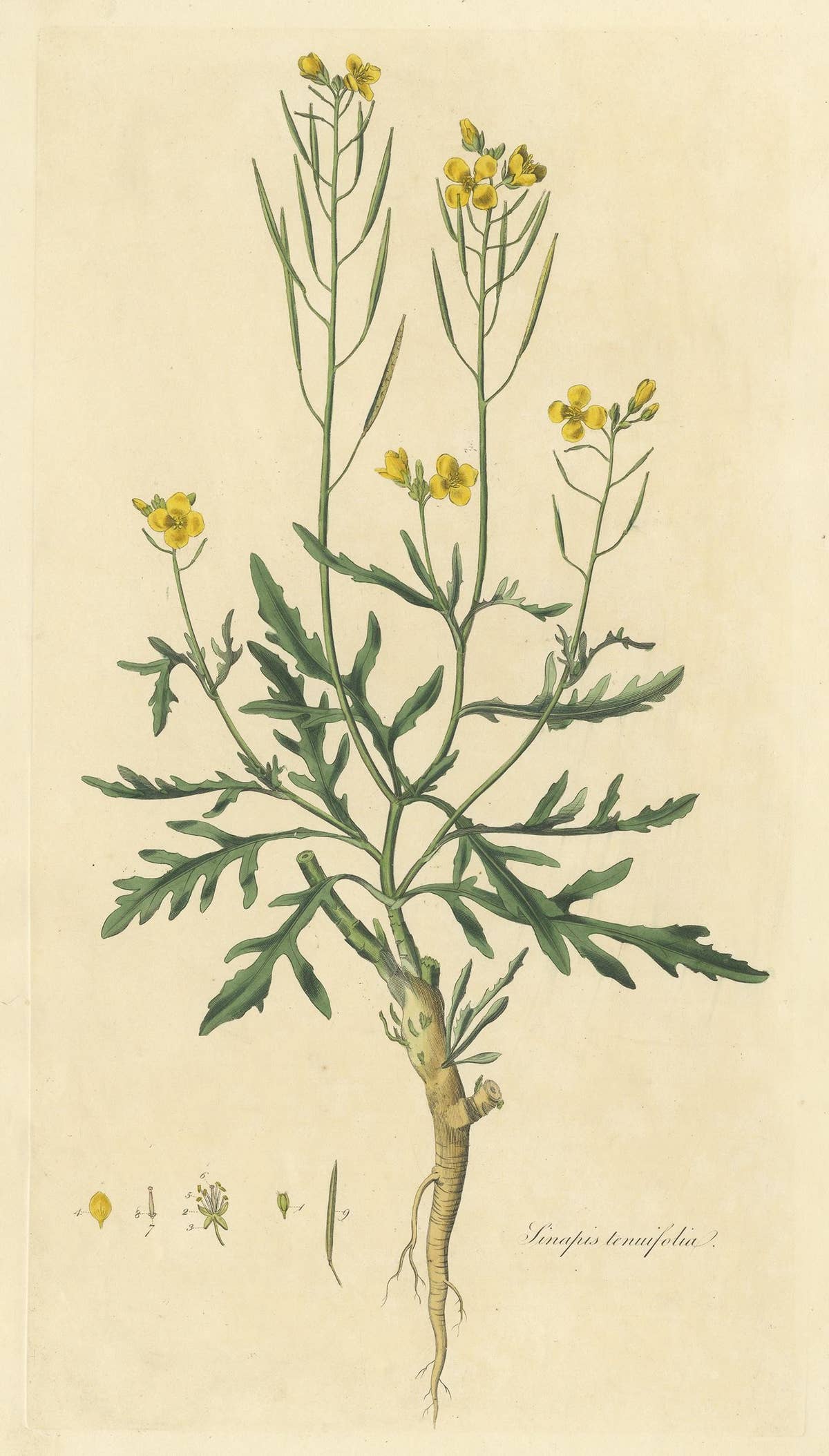 Antique Botany Print of Diplotaxis Tenuifolia by Curtis 'circa 1817'