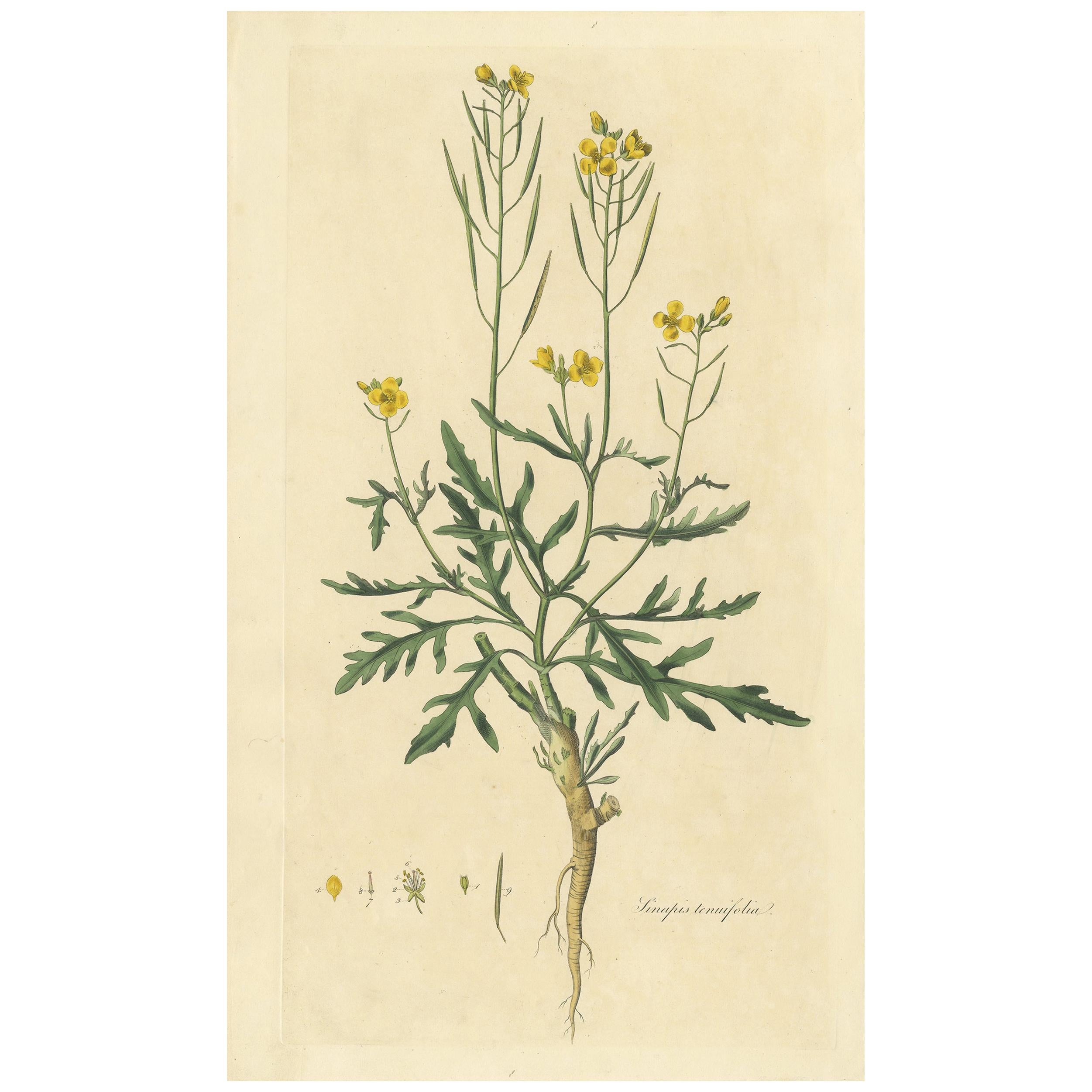 Gravure botanique ancienne de Diplotaxis Tenuifolia par Curtis 'circa 1817'. en vente