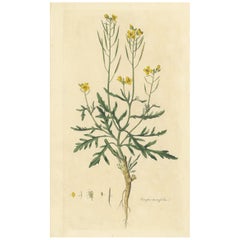 Antique Botany Print of Diplotaxis Tenuifolia by Curtis 'circa 1817'