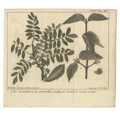 Antiker antiker Botanikdruck von Dogwood von Le Bas, 1752