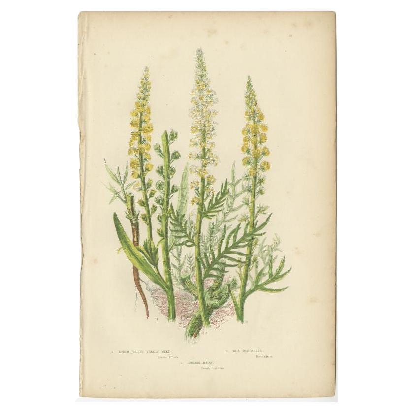 Antique Botany Print of Dyers Rocket Yellow Weed, C.1860 For Sale