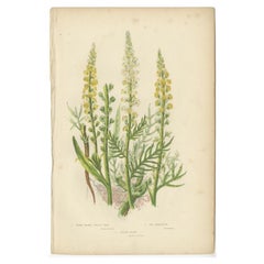 Antiker antiker Botanikdruck von Fächern mit gelbem Geflecht, um 1860