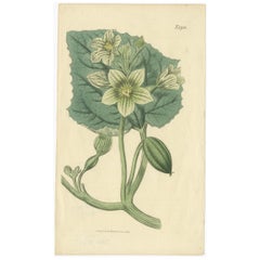 Impression botanique ancienne d'un équateur en ébène par Curtis, 1817