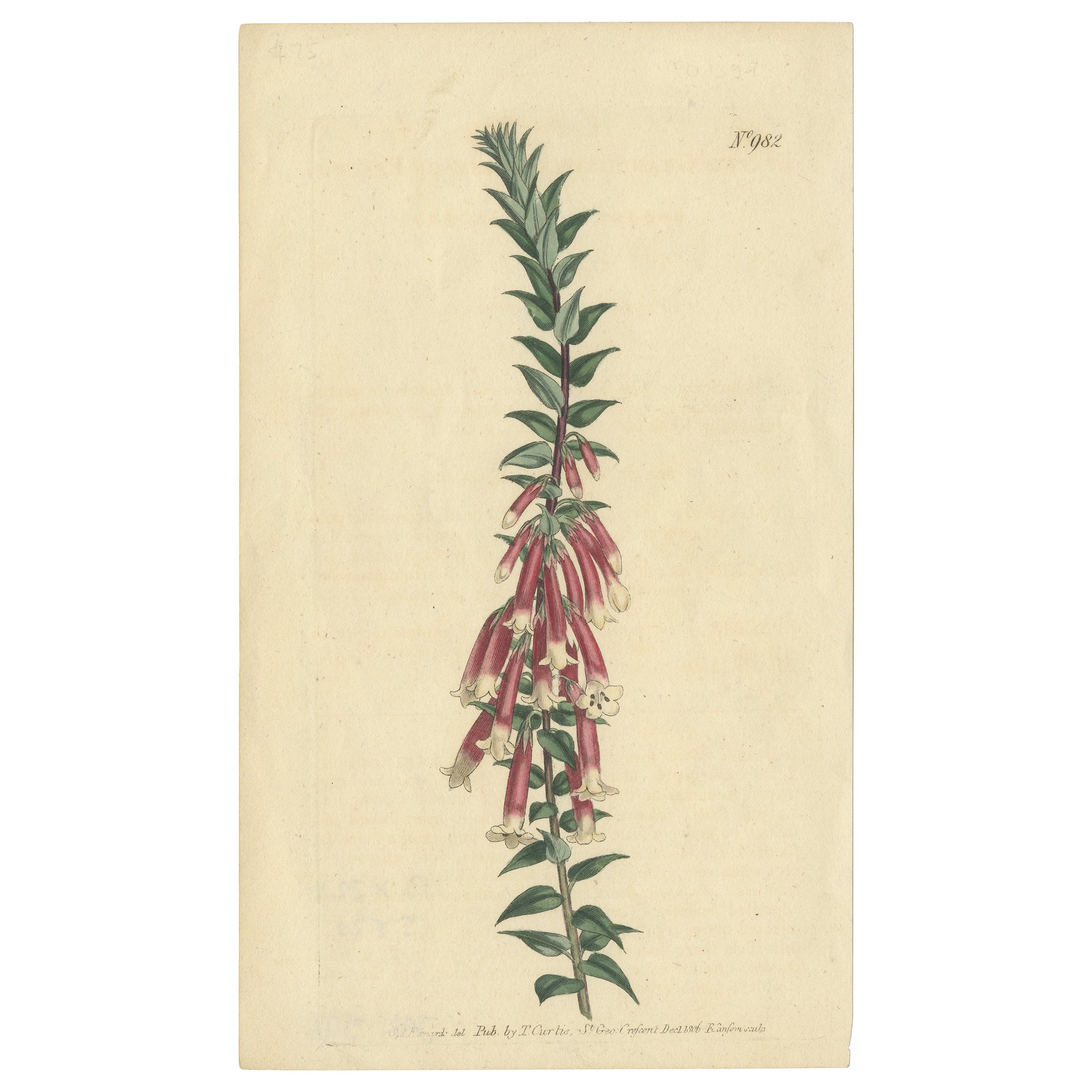 Antigua estampa botánica de Epacris Impressa también conocida como brezo común, 1806 en venta