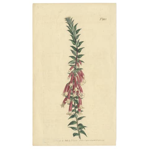 Antique Botany Print of Epacris Impressa Also Known as Common Heath, 1806