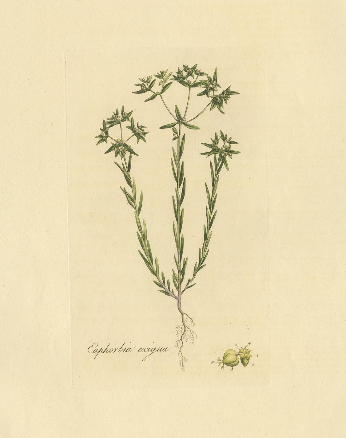 Antique botany print titled 'Euphorbia Exigua'. Hand colored engraving of euphorbia exigua, also known as dwarf spurge or small spurge. This print originates from 'Flora Londinensis' by William Curtis.