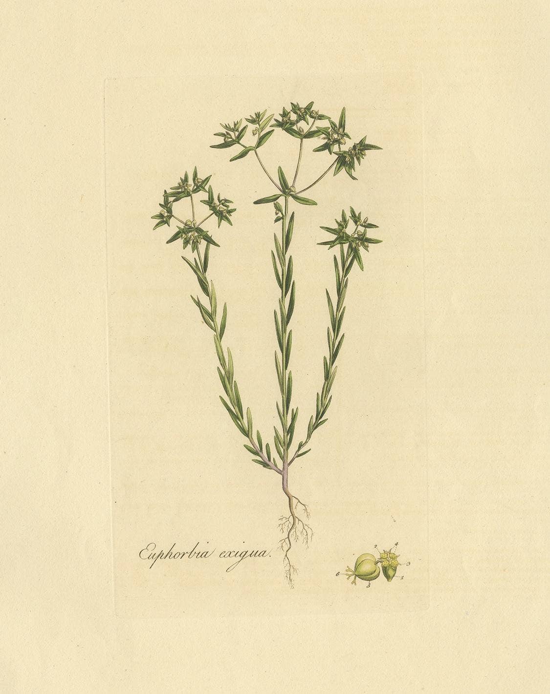 Antique Botany Print of Euphorbia Exigua by Curtis, circa 1817