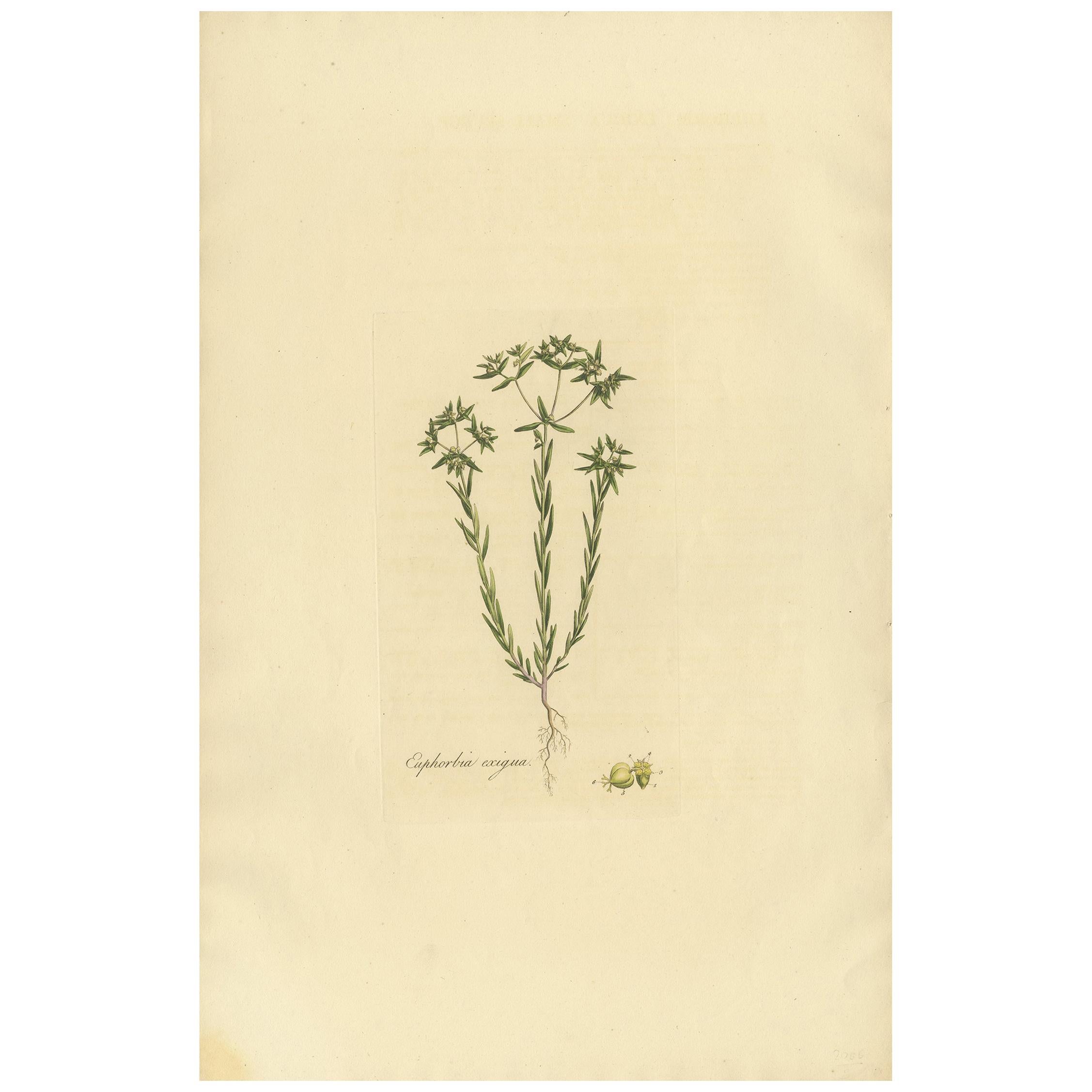 Antique Botany Print of Euphorbia Exigua by Curtis, circa 1817