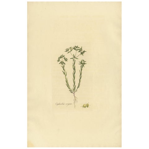 Antique Botany Print of Euphorbia Exigua by Curtis, circa 1817