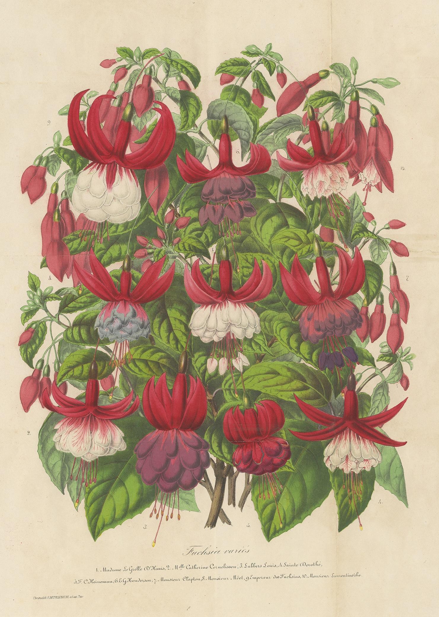 Antique botany print titled 'Fuchsia Variés'. Large chromolithograph of various fuchsia species. This print originates from volume 13 of 'Belgique Horticole' by C. & E. Morren.