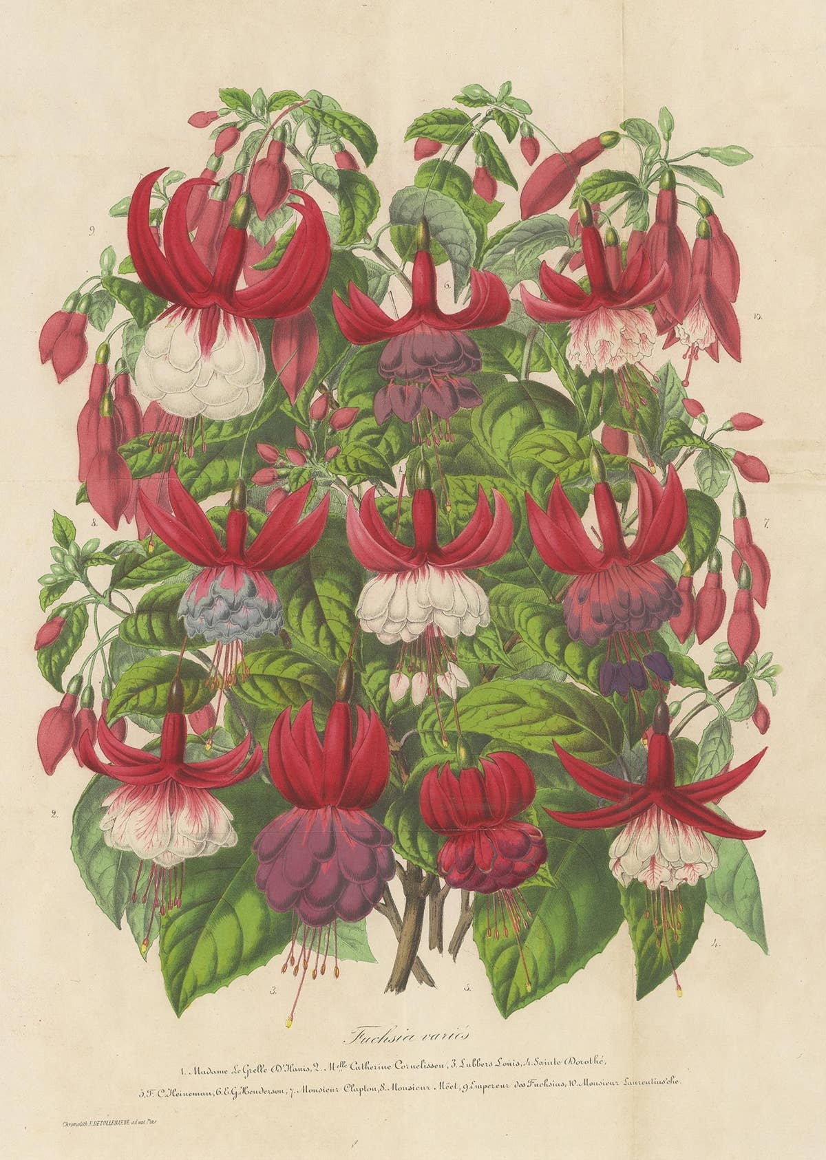 Antique handcolored Botany Print of Fuchsia Species, 1863
