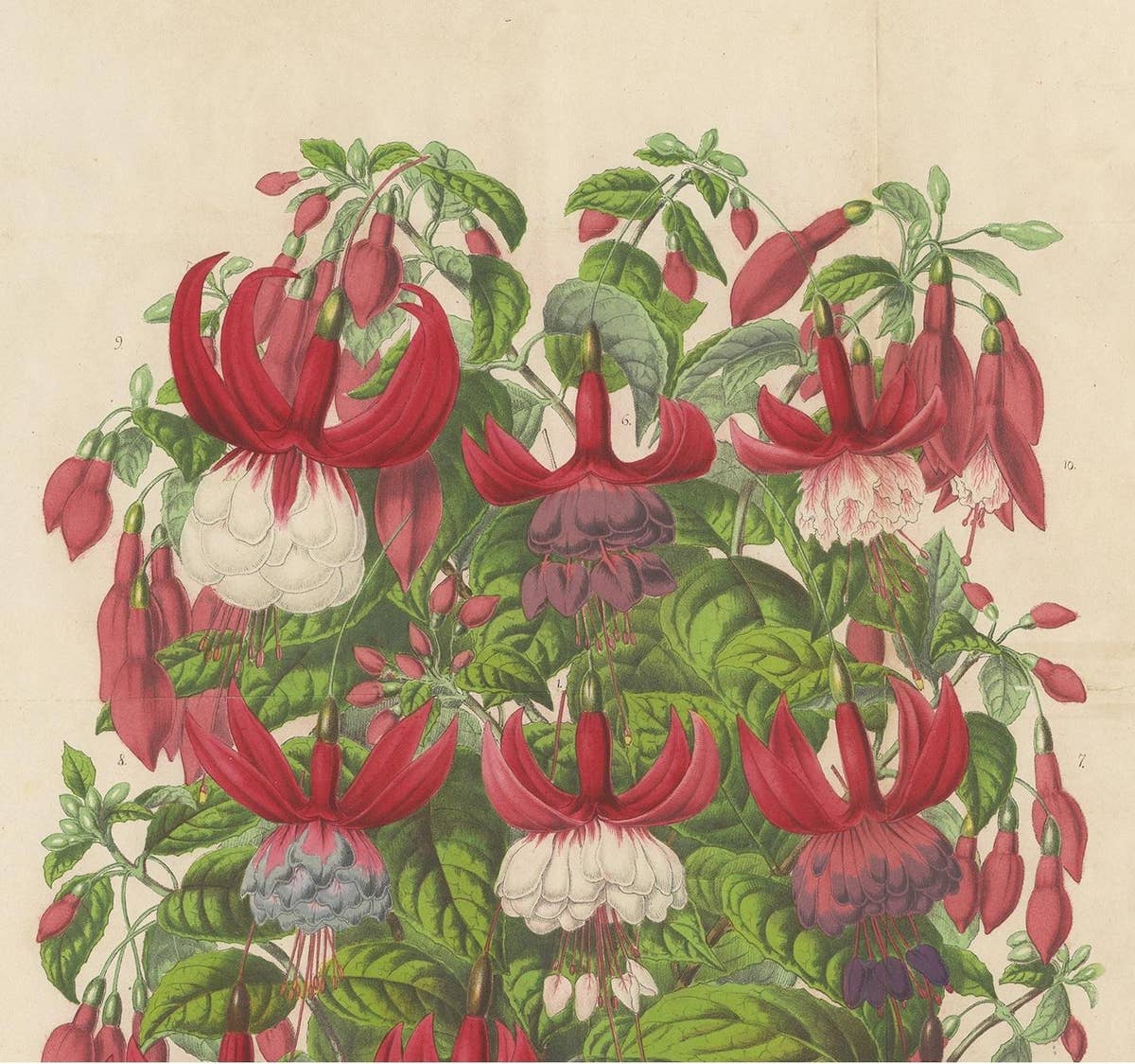 Antique handcolored Botany Print of Fuchsia Species, 1863