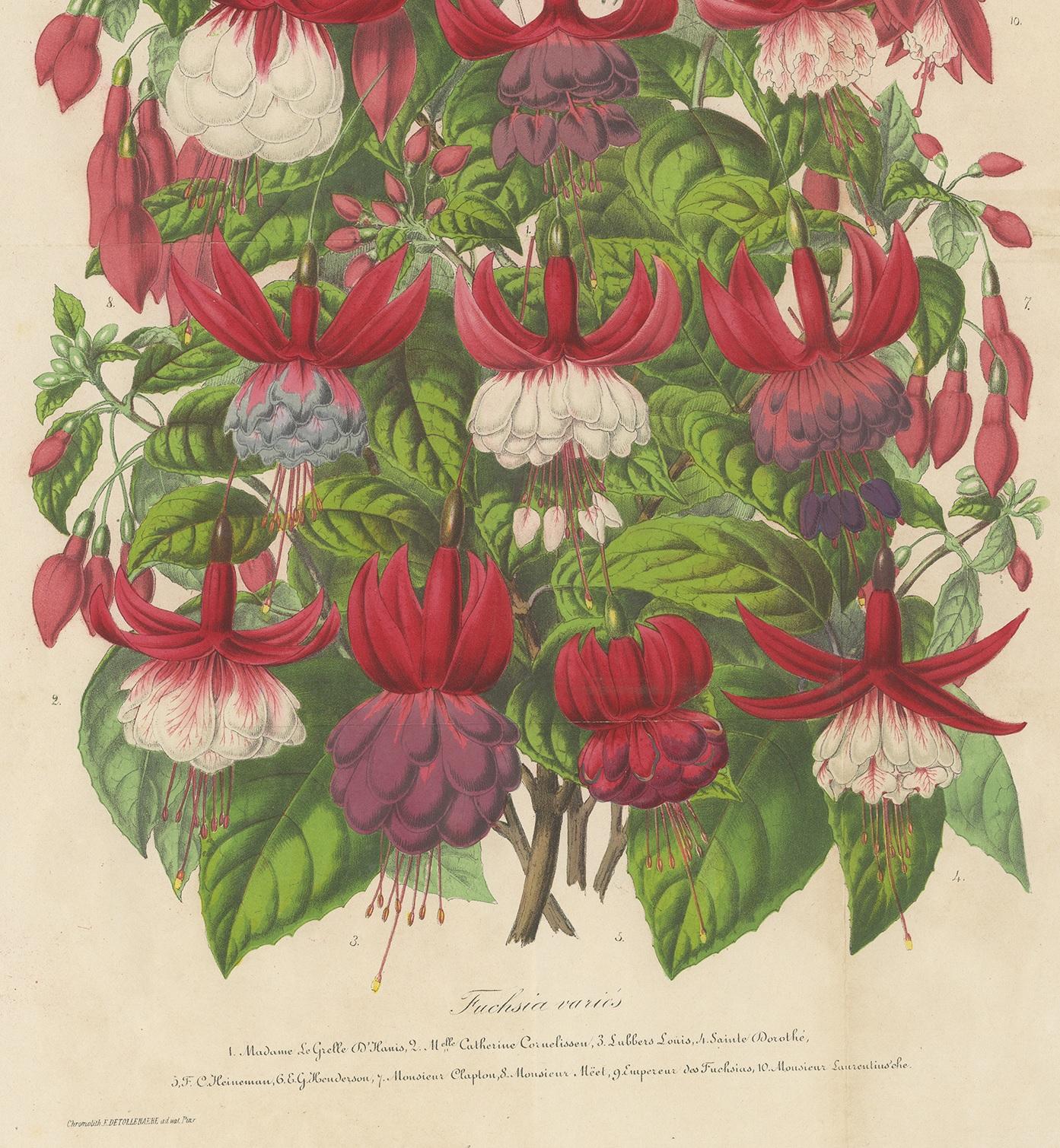 19th Century Antique handcolored Botany Print of Fuchsia Species, 1863 For Sale