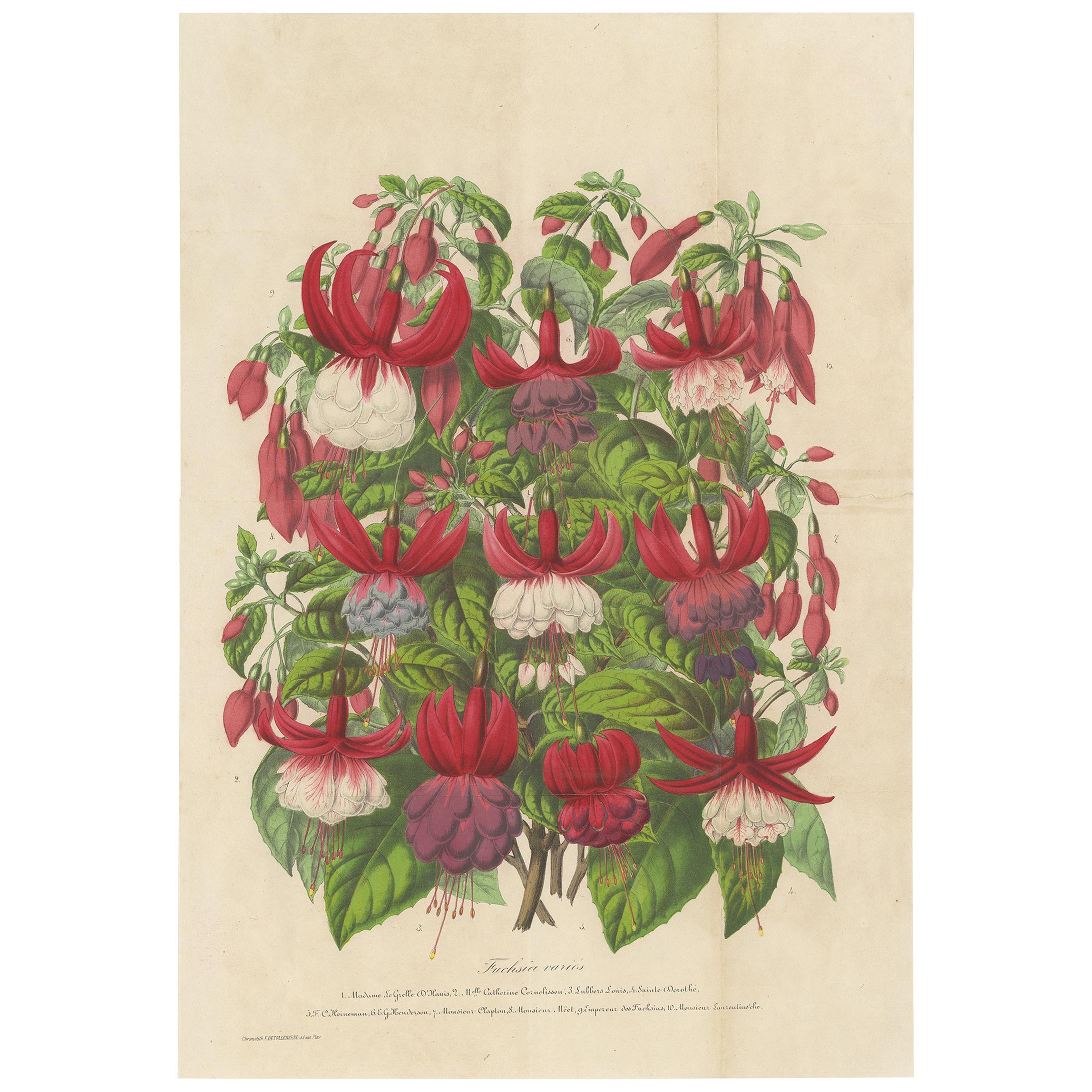Antique handcolored Botany Print of Fuchsia Species, 1863 For Sale