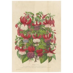 Impression botanique ancienne colorée à la main des espèces de fuchsia, 1863