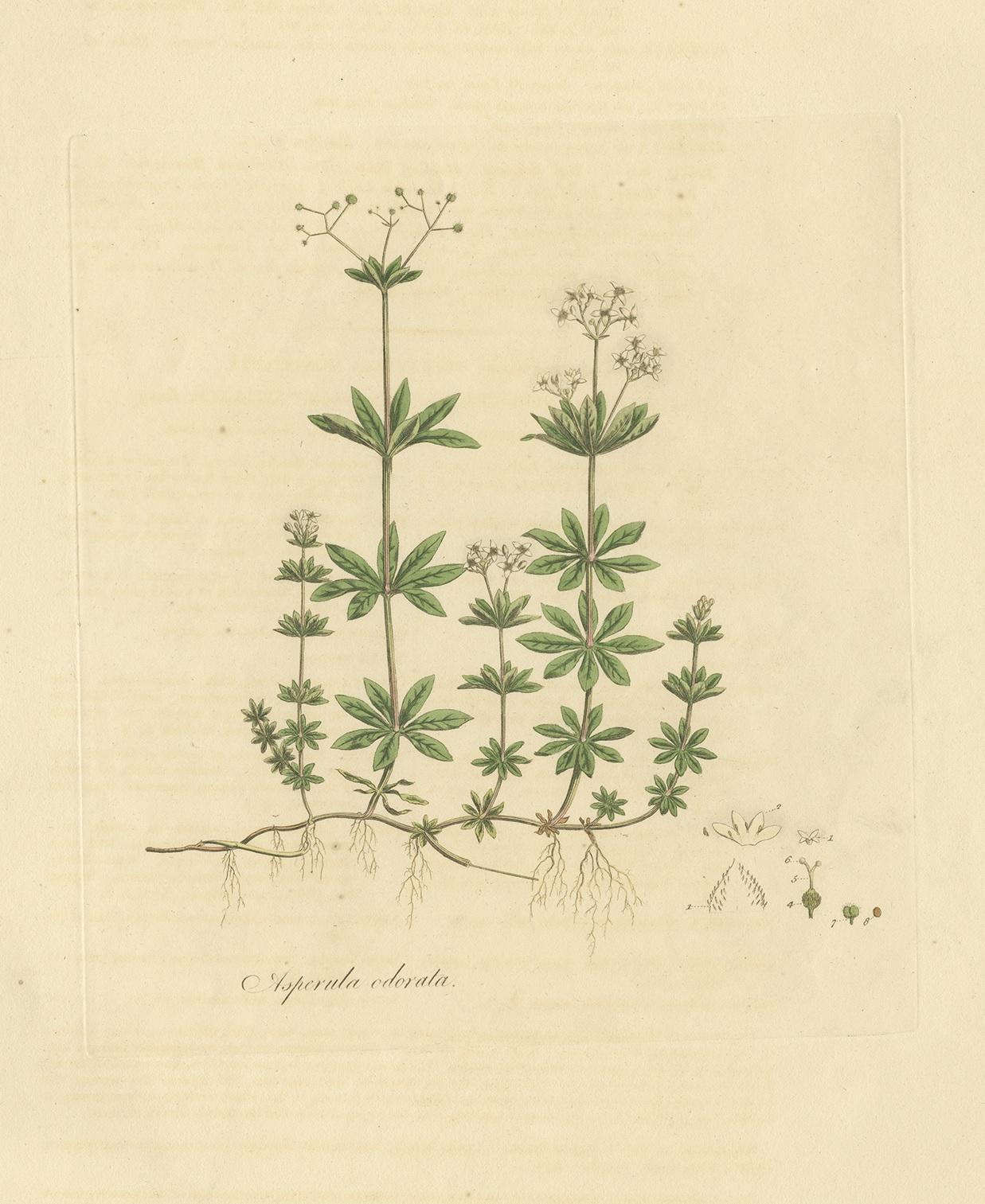 Antique botany print titled 'Asperula Odorata'. Hand colored engraving of galium odoratum, also known as sweet-scented bedstraw. This print originates from 'Flora Londinensis' by William Curtis.