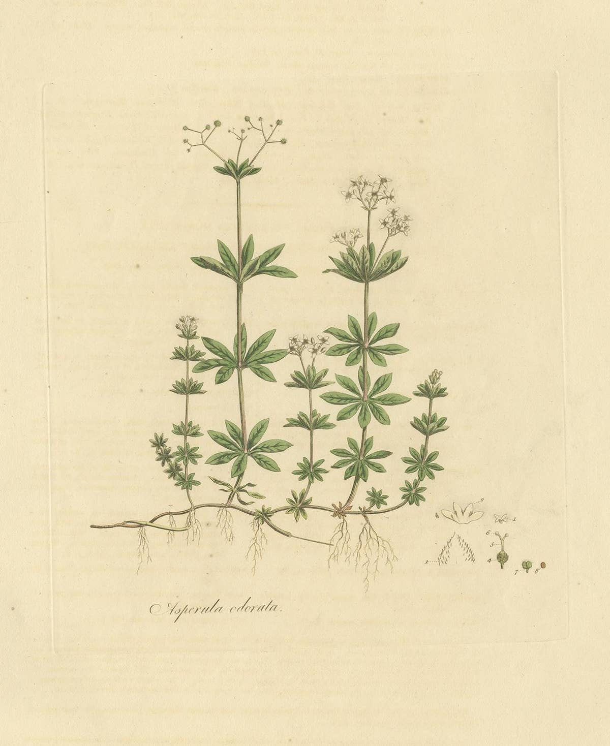Antique Botany Print of Galium Odoratum by Curtis, circa 1817