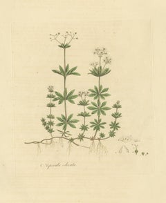 Antique Botany Print of Galium Odoratum by Curtis, circa 1817