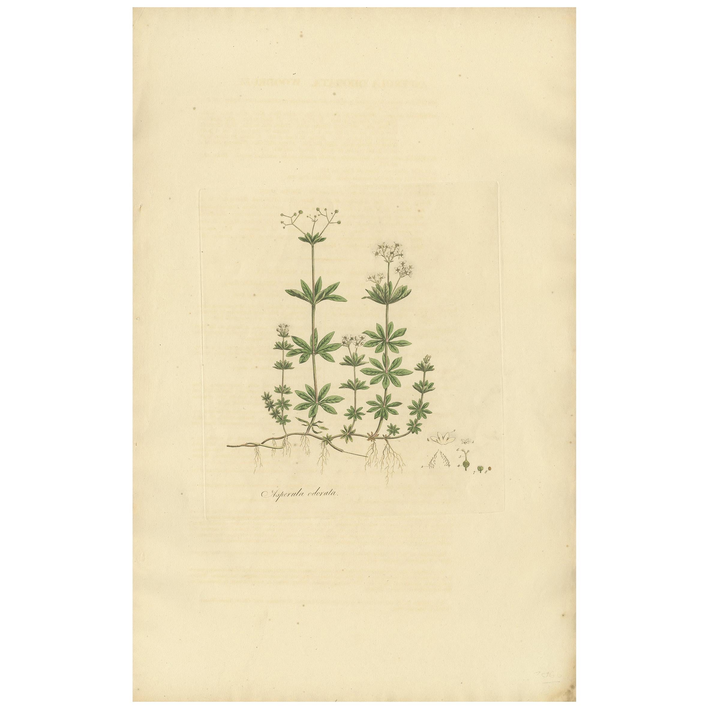 Impression botanique ancienne de Galium Odoratum par Curtis, vers 1817