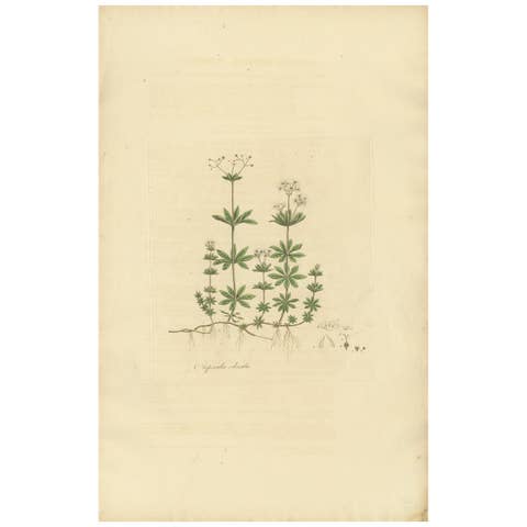 Antique Botany Print of Galium Odoratum by Curtis, circa 1817