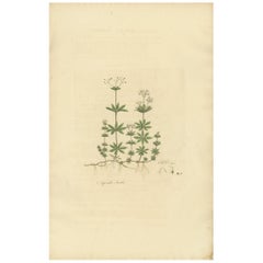 Stampa antica di botanica di Galium Odoratum di Curtis, 1817 circa
