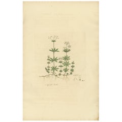 Impression botanique ancienne de Galium Odoratum par Curtis, vers 1817