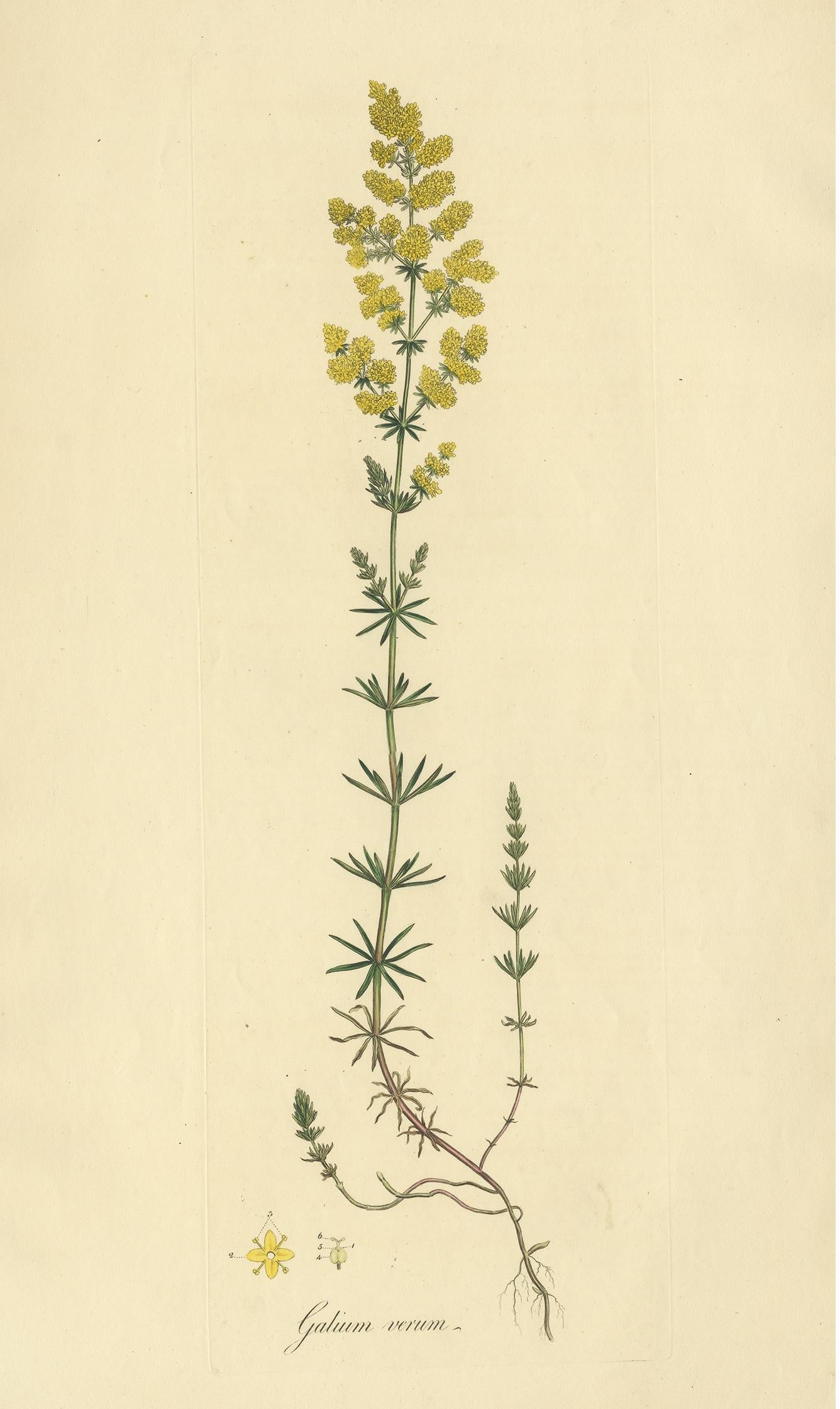 Antique botany print titled 'Galium Verum'. Hand colored engraving of galium verum, a herbaceous perennial plant of the family Rubiaceae. This print originates from 'Flora Londinensis' by William Curtis.