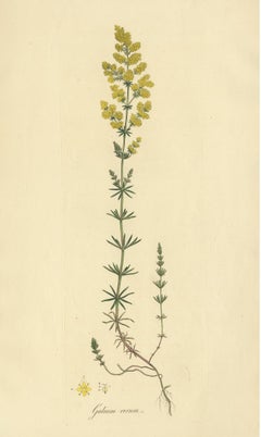 Antique Botany Print of Galium Verum by Curtis 'circa 1817'