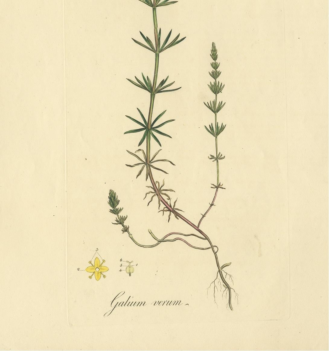 Impresión Botánica Antigua de Galium Verum por Curtis 'circa 1817' siglo XIX en venta