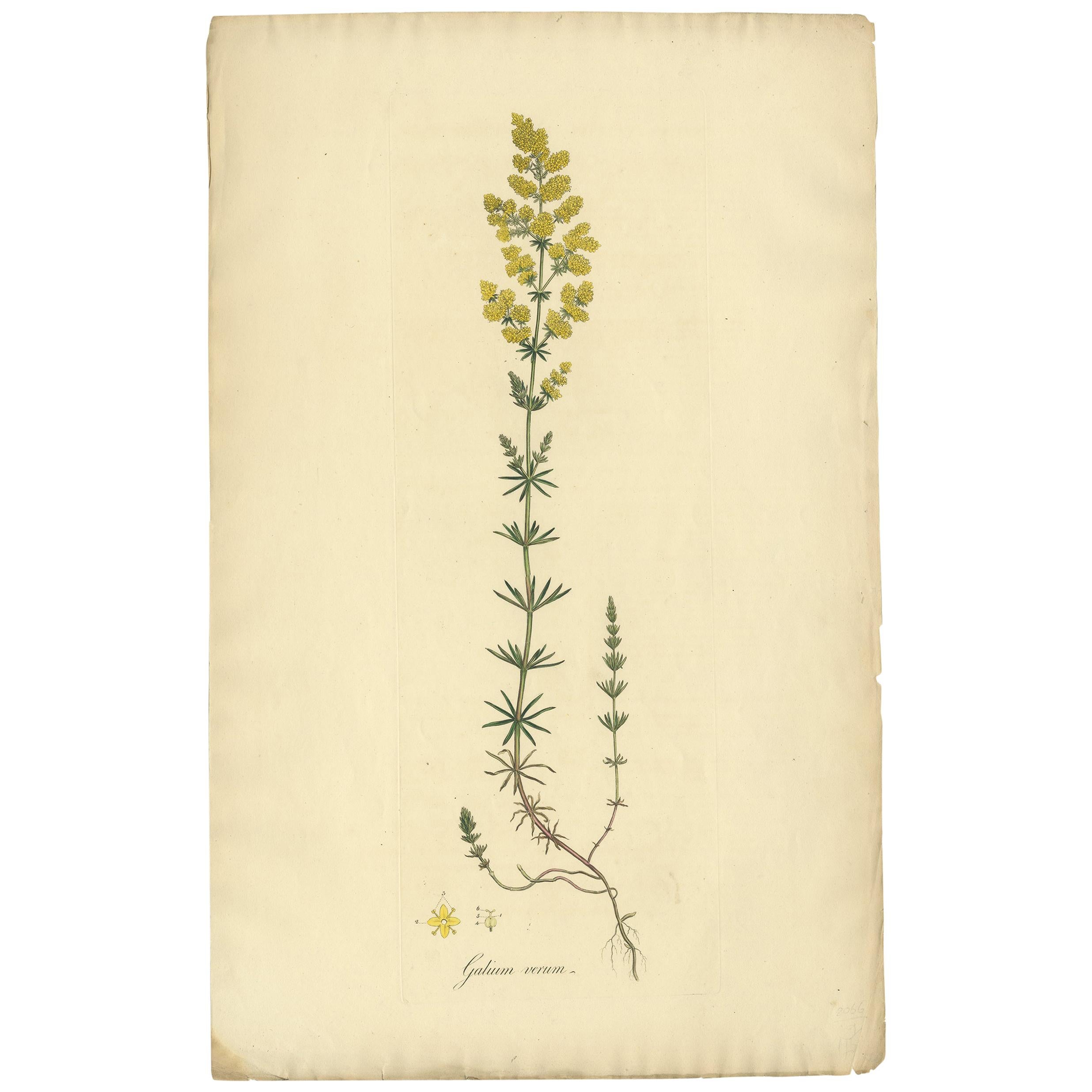 Antique Botany Print of Galium Verum by Curtis 'circa 1817' For Sale