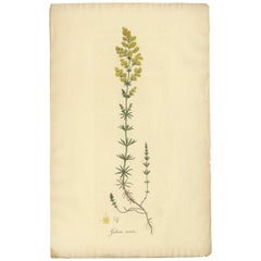 Antique Botany Print of Galium Verum by Curtis 'circa 1817'