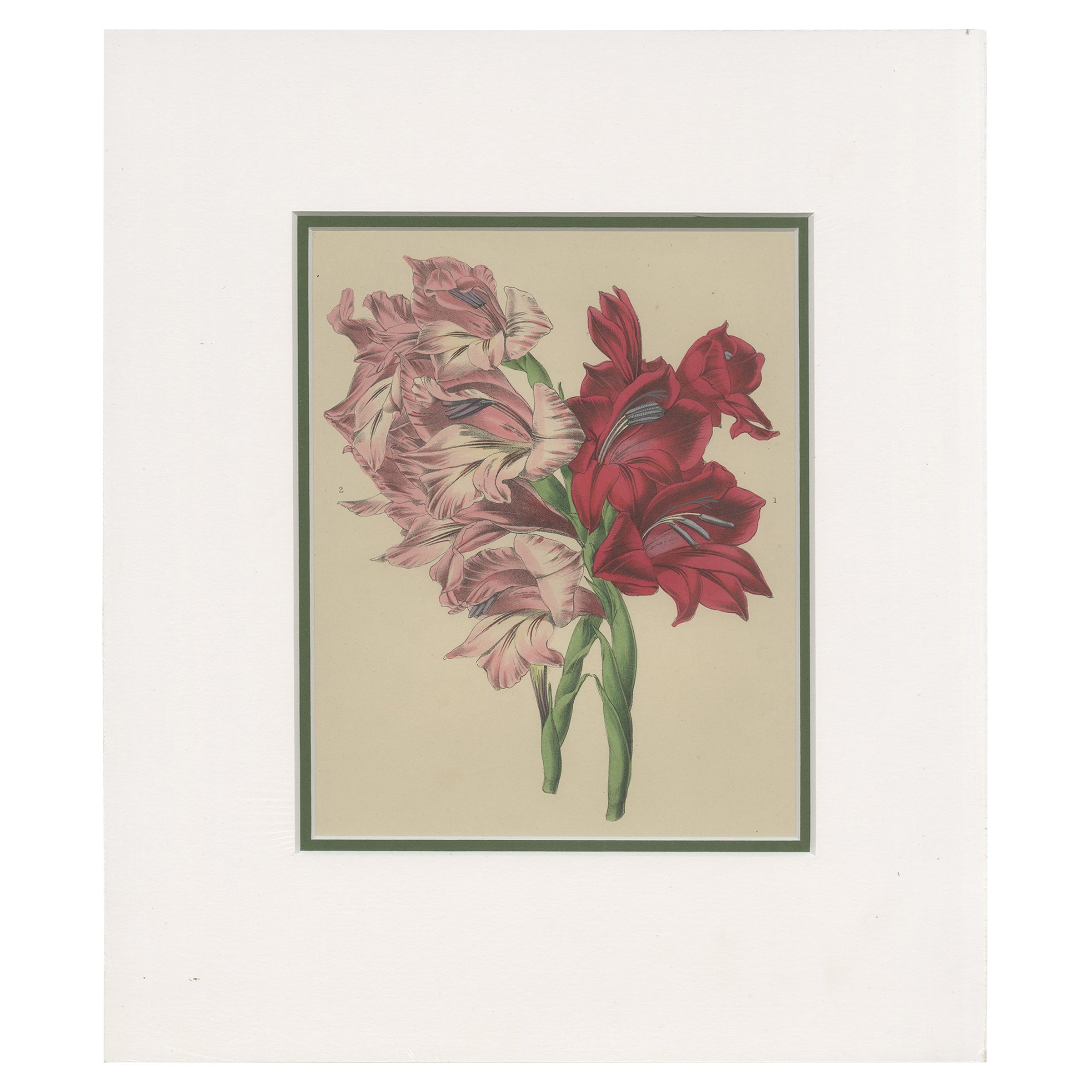 Antique Botany Print of Gladiolus Varieties 'c.1850' For Sale