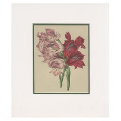 Antique Botany Print of Gladiolus Varieties 'c.1850'