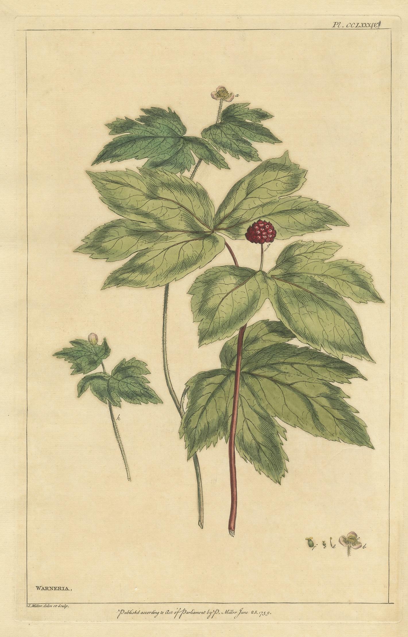 Antiker Botanikdruck mit dem Titel 'Waneria'. Handkolorierte Gravur der Hydrastis Canadensis, auch bekannt als Goldwurzel, Orangenwurzel oder gelber Kürbis. Dieser Druck stammt aus 