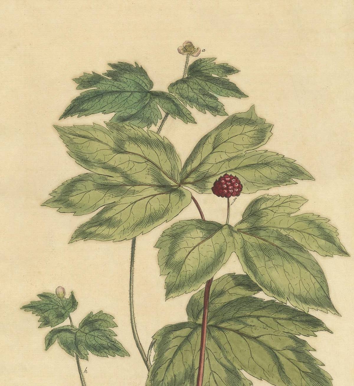 Antique Botany Print of Hydrastis Canadensis, '1759'