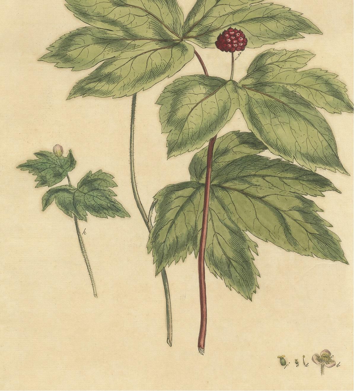 Antiker Botanik-Druck von Hydrastis Canadensis, ''1759'' (18. Jahrhundert) im Angebot
