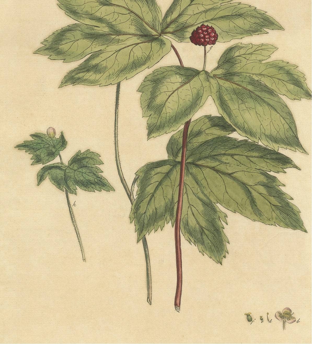 Antique Botany Print of Hydrastis Canadensis, '1759'