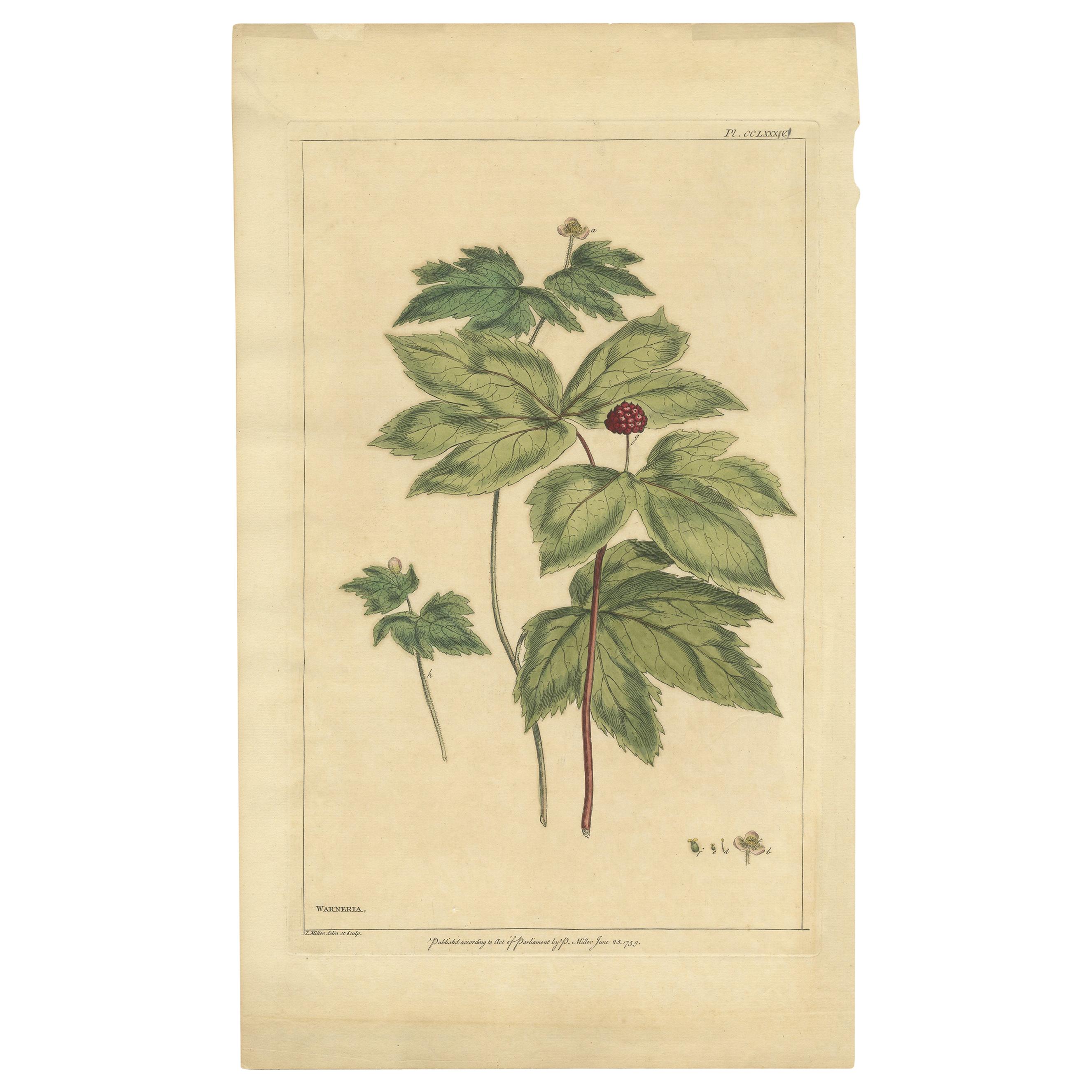 Impression botanique ancienne de Hydrastis Canadensis, « 1759 »