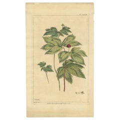 Stampa botanica antica di Hydrastis Canadensis, "1759