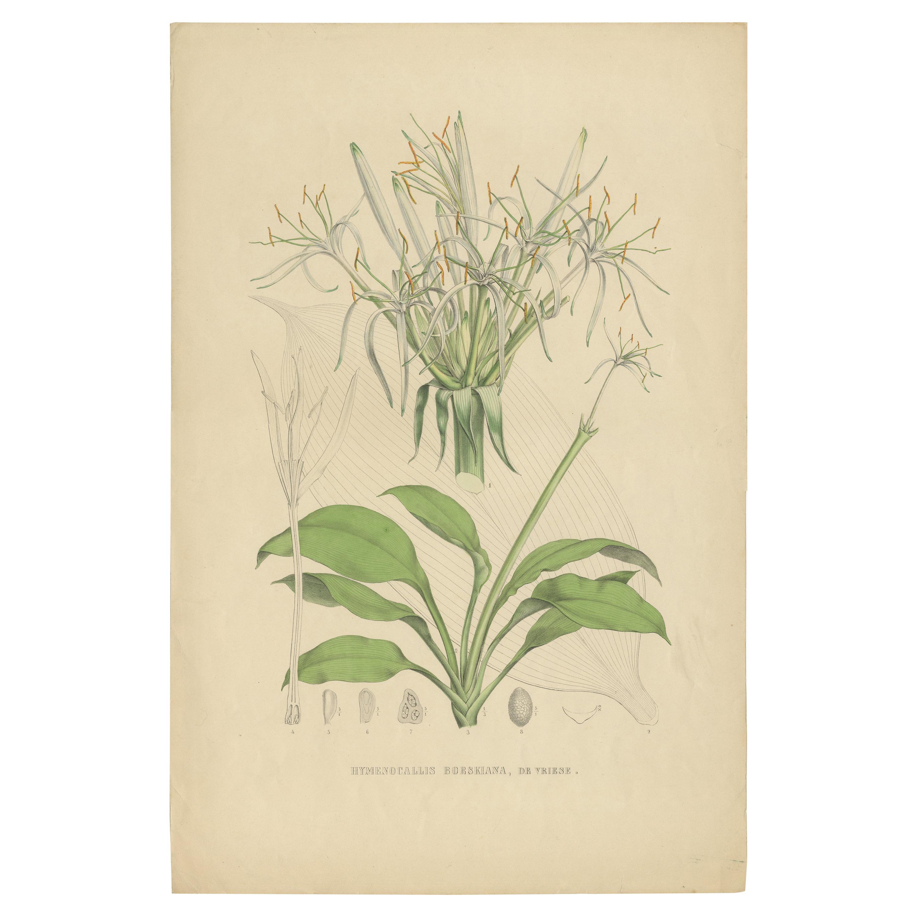 Antique Botany Print of Hymenocallis Tubiflora by De Vriese '1847' For Sale