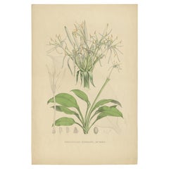 Antique Botany Print of Hymenocallis Tubiflora by De Vriese '1847'