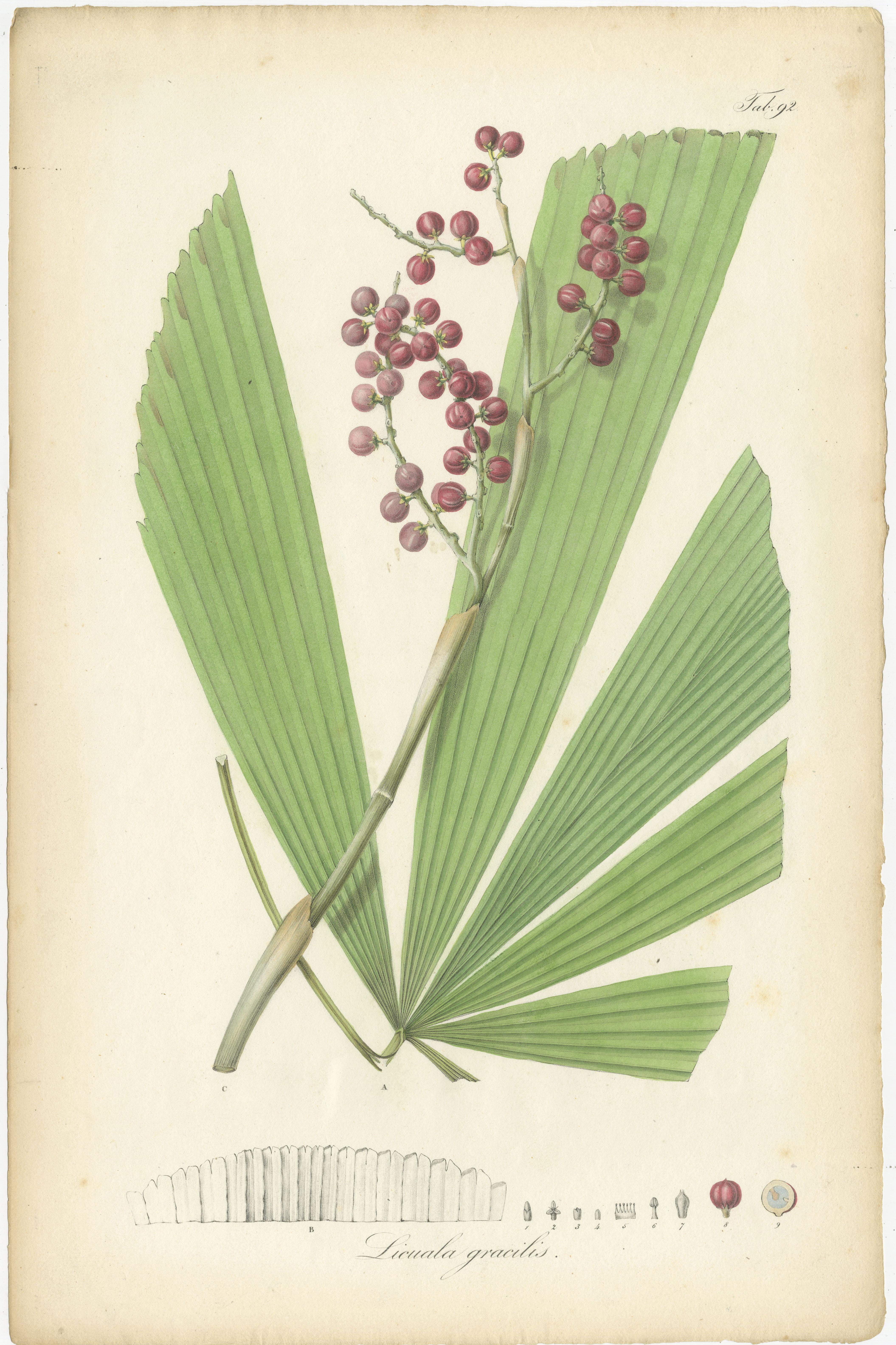 Tirage botanique ancien intitulé 'Licuala gracilis'. Impression originale ancienne d'une espèce de palmier éventail. Cette gravure provient du volume 2 de 'Rumphia, sive, Commentationes botanicæ imprimis de plantis Indiæ Orientalis (...)'. Publié