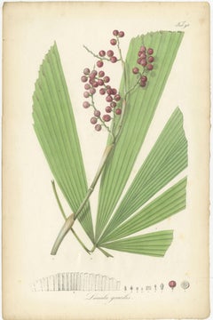 Antique Botany Print of Licuala Gracilis, a Fan Palm