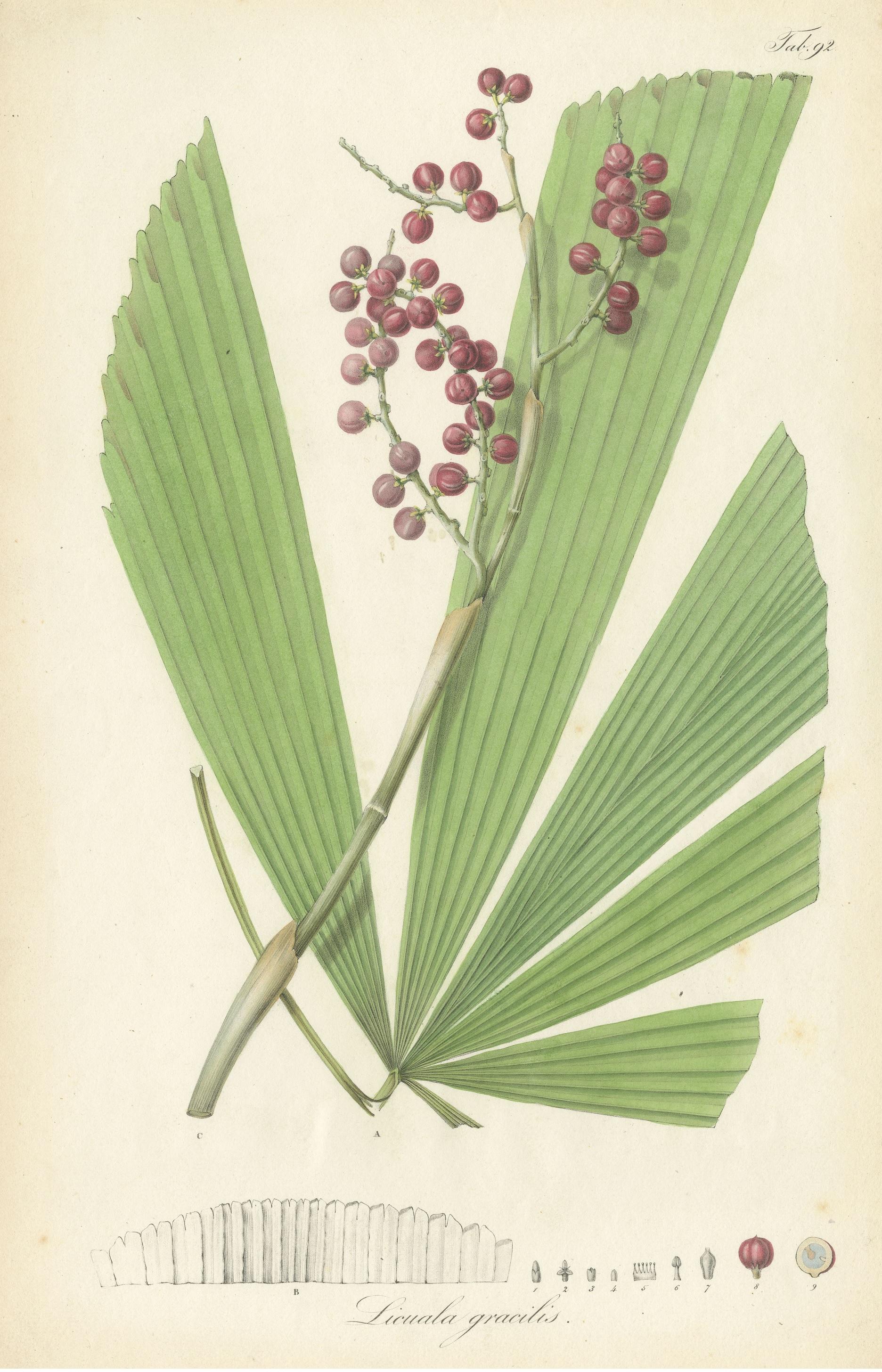 Antique Botany Print of Licuala Gracilis, a Fan Palm In Good Condition For Sale In Langweer, NL
