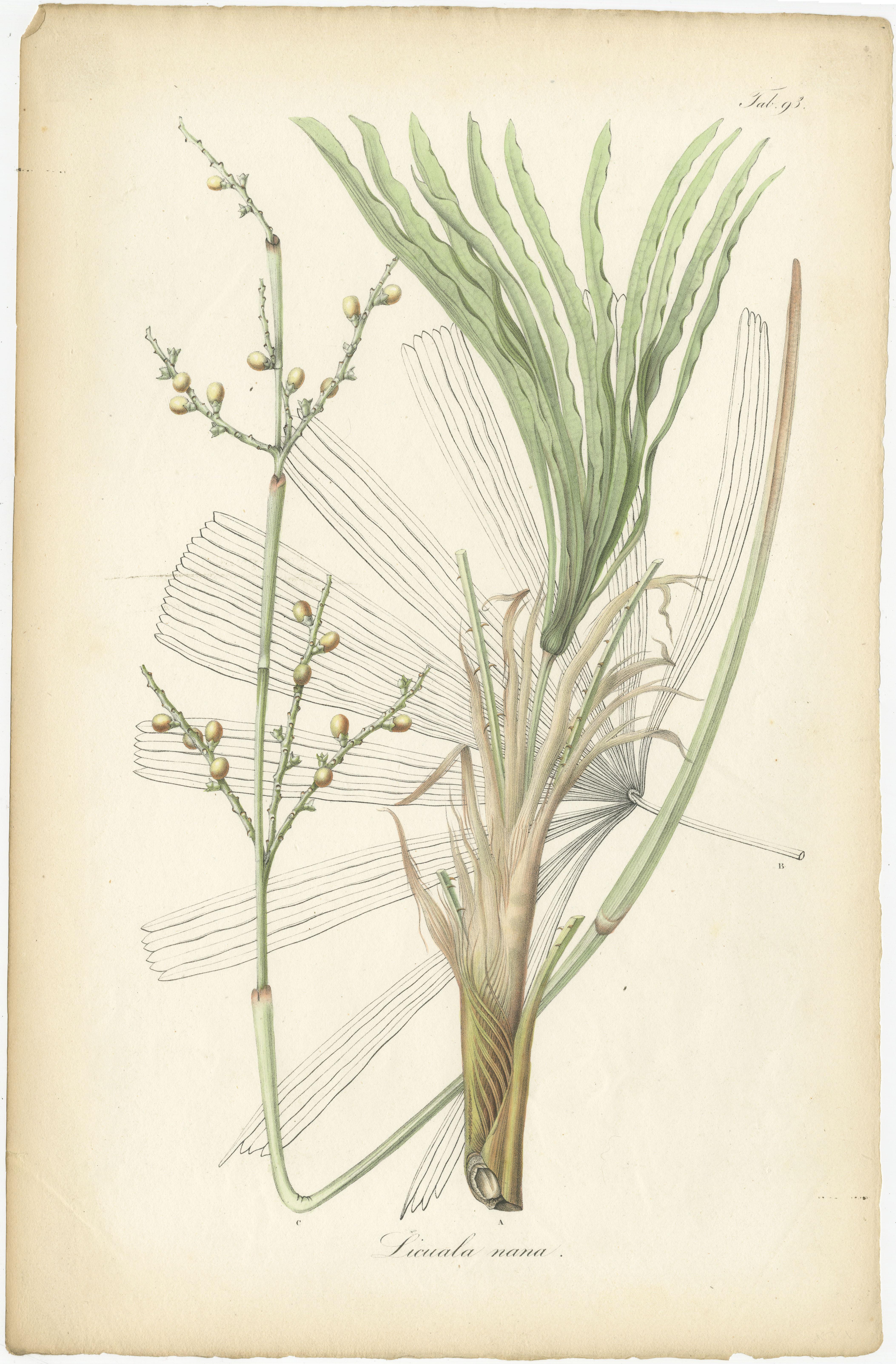 Antique botany print titled 'Licuala nana'. Original old print of a species of fan palm. This print originates from volume 2 of 'Rumphia, sive, Commentationes botanicæ imprimis de plantis Indiæ Orientalis (..)'. Published by C.L. Blume, 1836. 

Karl