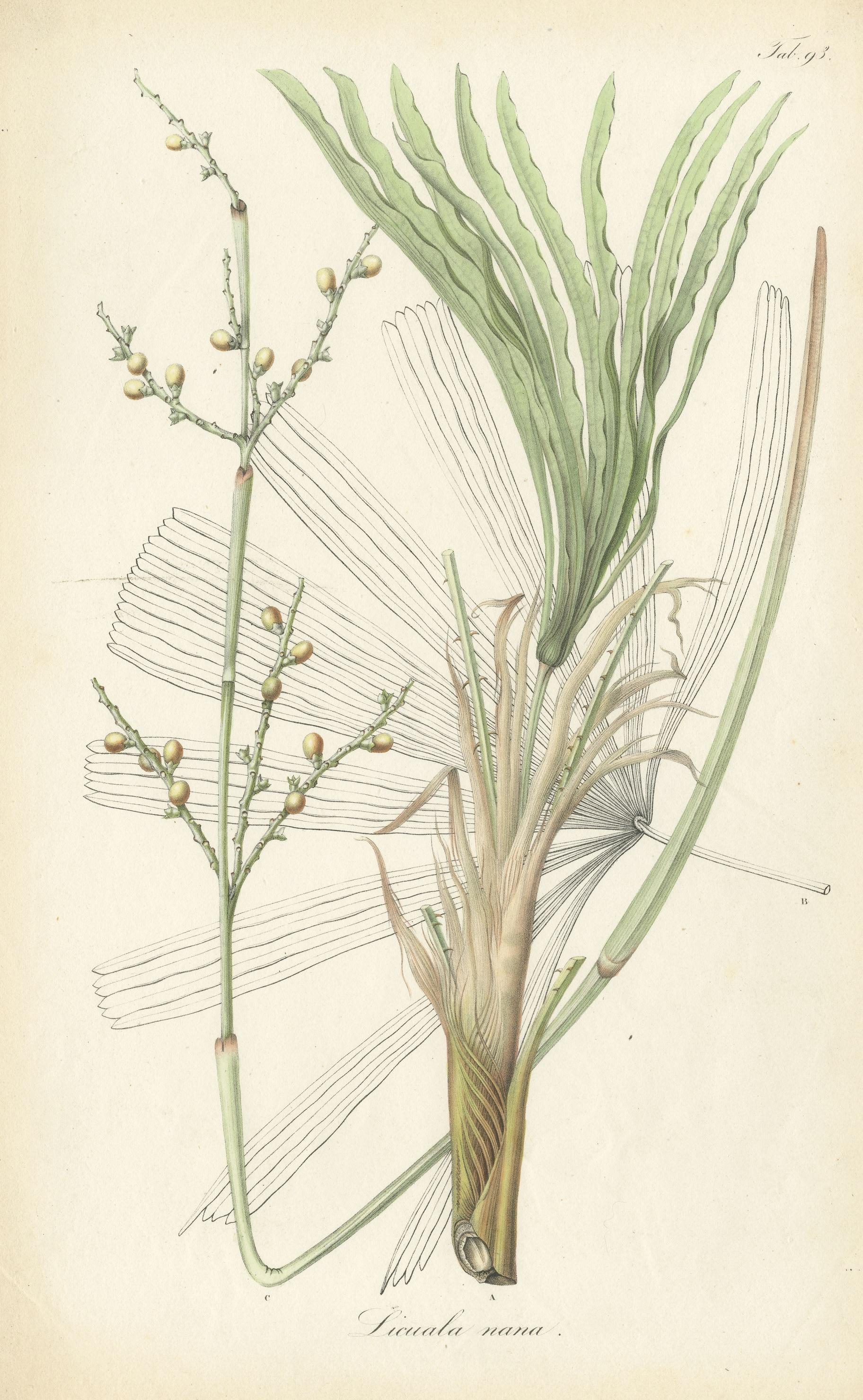 Antique Botany Print of Licuala Nana, a Fan Palm In Good Condition For Sale In Langweer, NL
