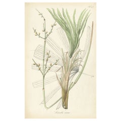 Stampa botanica antica di Licuala Nana, una palma a ventaglio