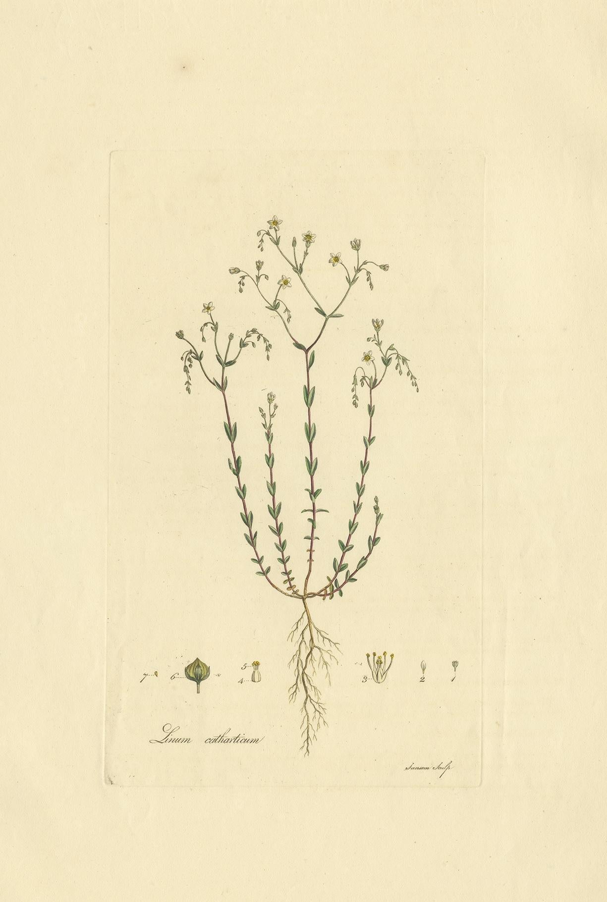 Antiker Botanikdruck mit dem Titel 'Linum Catharticum'. Handkolorierte Gravur von Linum Catharticum, auch bekannt als Purgierflachs oder Feenflachs. Dieser Druck stammt aus der 