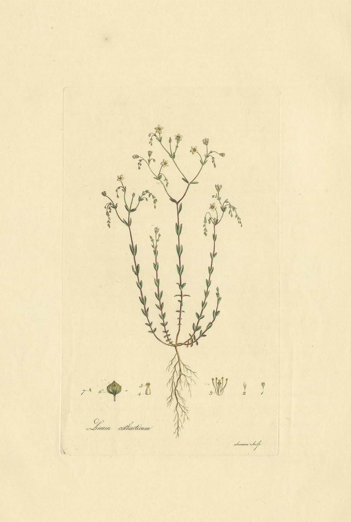 Antique Botany Engraving of Linum Catharticum, circa 1817
