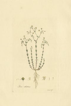 Antique Botany Engraving of Linum Catharticum, circa 1817